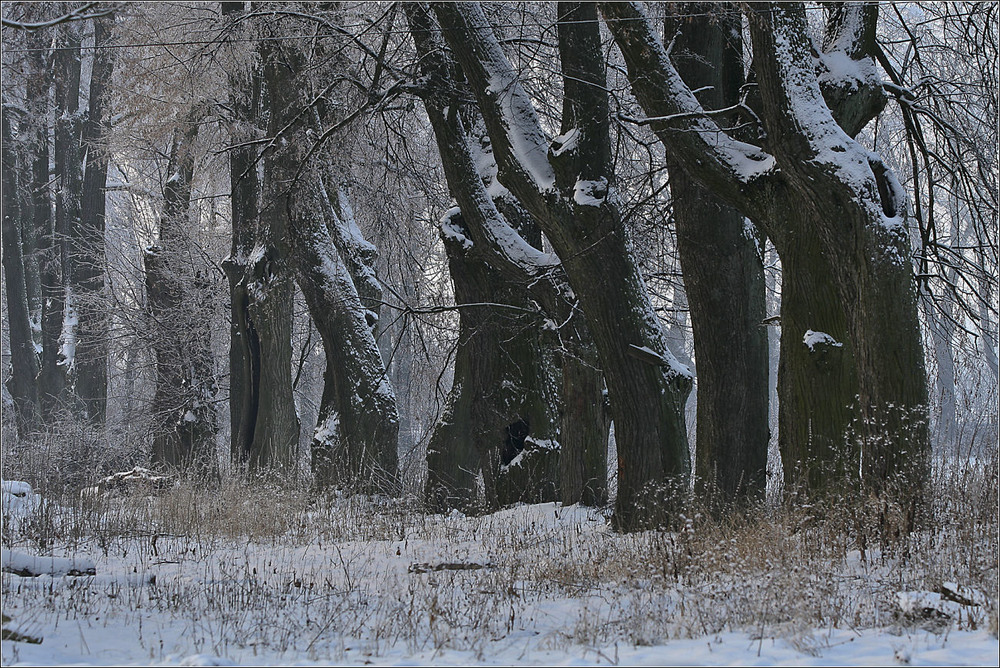 Фотографія скільки зим за ними / Павел Хмур / photographers.ua