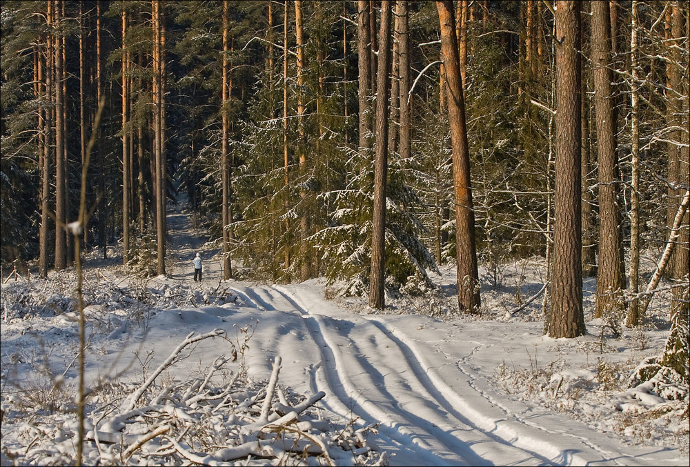 Фотографія зима в лісі - 2017 / Павел Хмур / photographers.ua