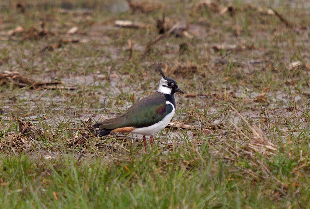 Фотографія Ча́йка чубата (Vanellus vanellus) / Павел Хмур / photographers.ua