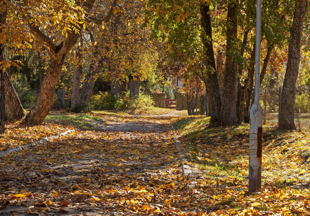 Фотографія осінній мотив / Павел Хмур / photographers.ua