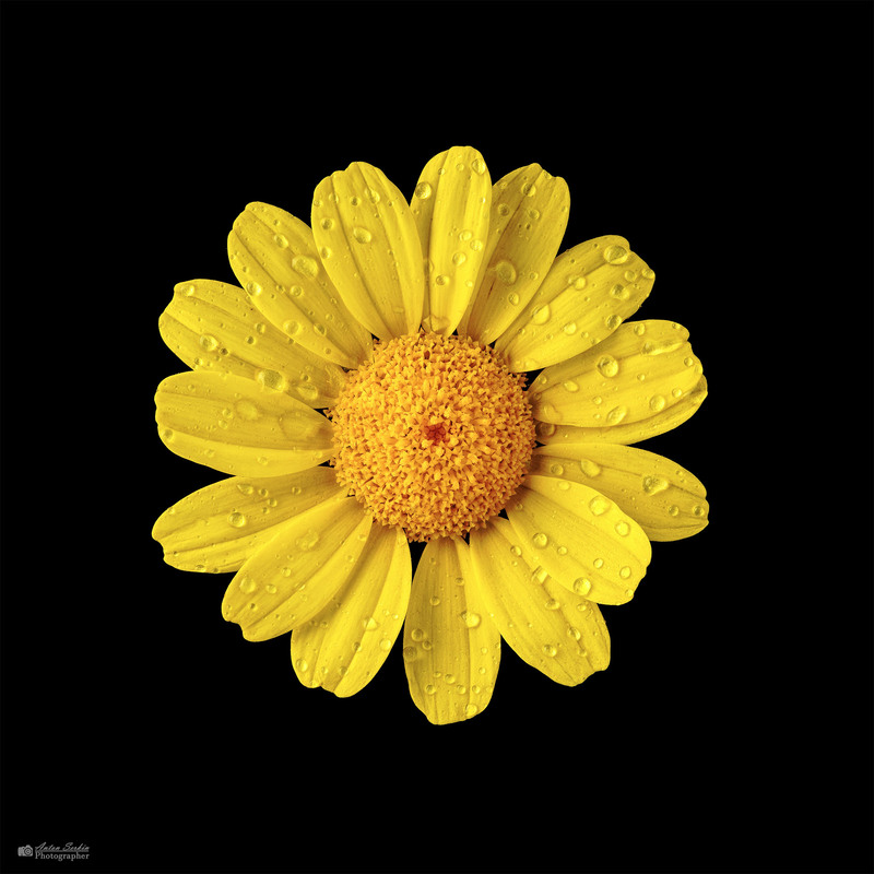 Фотографія Желтый полевой цветок / Антон Серкин / photographers.ua