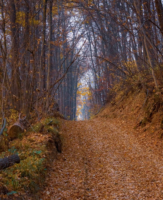 Фотографія Дороги осінніх лісів. / Anton Yasenchuk / photographers.ua