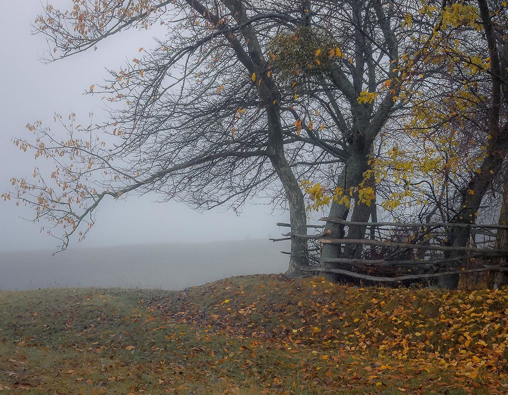 Фотографія Осінь в туманах. / Anton Yasenchuk / photographers.ua