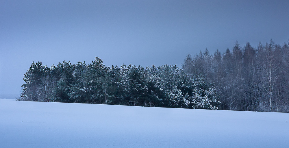 Фотографія Стоять ліси в зимових обладунках. / Anton Yasenchuk / photographers.ua