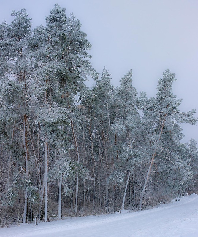 Фотографія Про сніжну зиму. / Anton Yasenchuk / photographers.ua