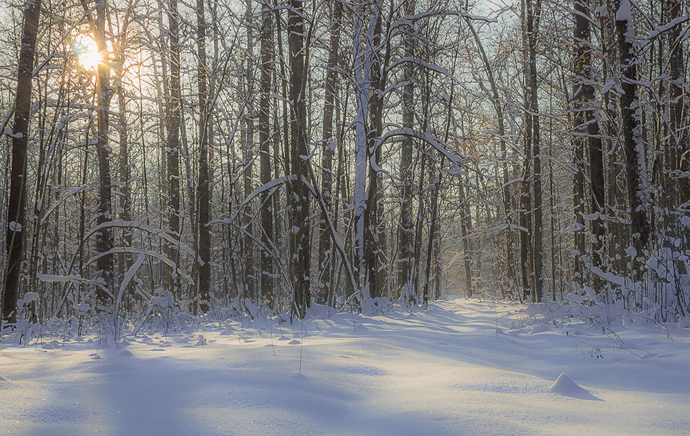 Фотографія У зимовому лісі. / Anton Yasenchuk / photographers.ua