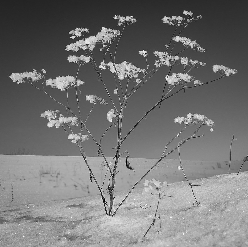 Фотографія Зимовий цвіт. / Anton Yasenchuk / photographers.ua