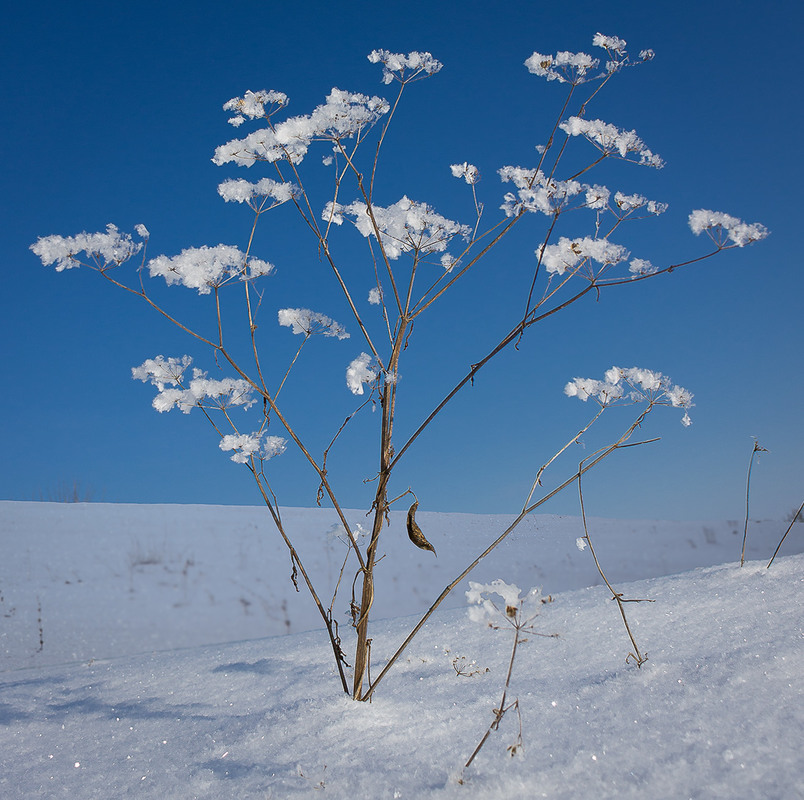 Фотографія Розквіт зими. / Anton Yasenchuk / photographers.ua