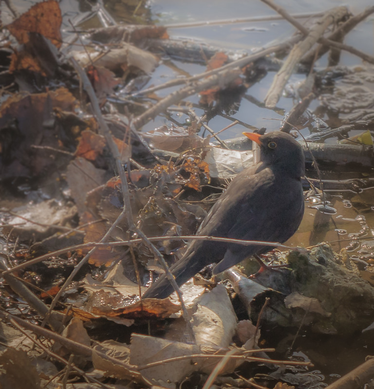 Фотографія Клопіт весняного птаха. / Anton Yasenchuk / photographers.ua