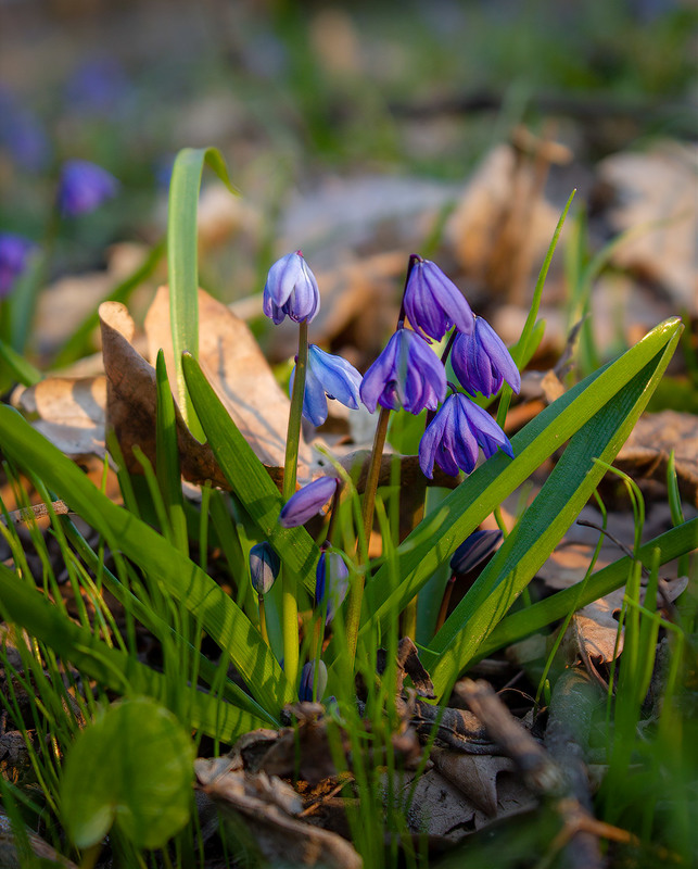 Фотографія Весняні квіти. / Anton Yasenchuk / photographers.ua