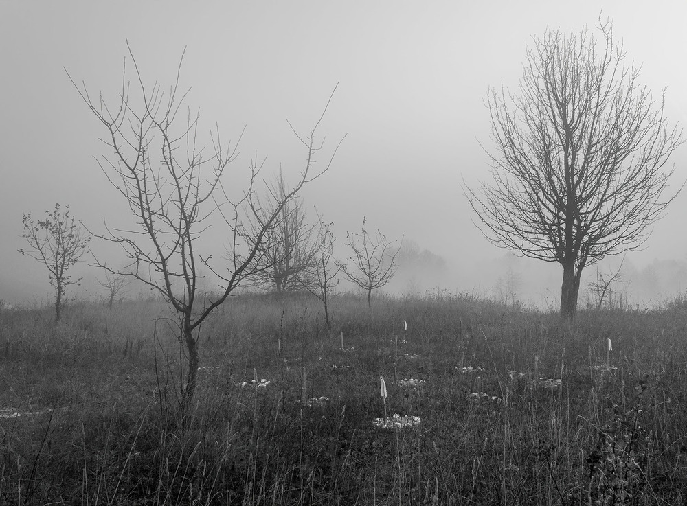 Фотографія Стояв туман осінній. / Anton Yasenchuk / photographers.ua