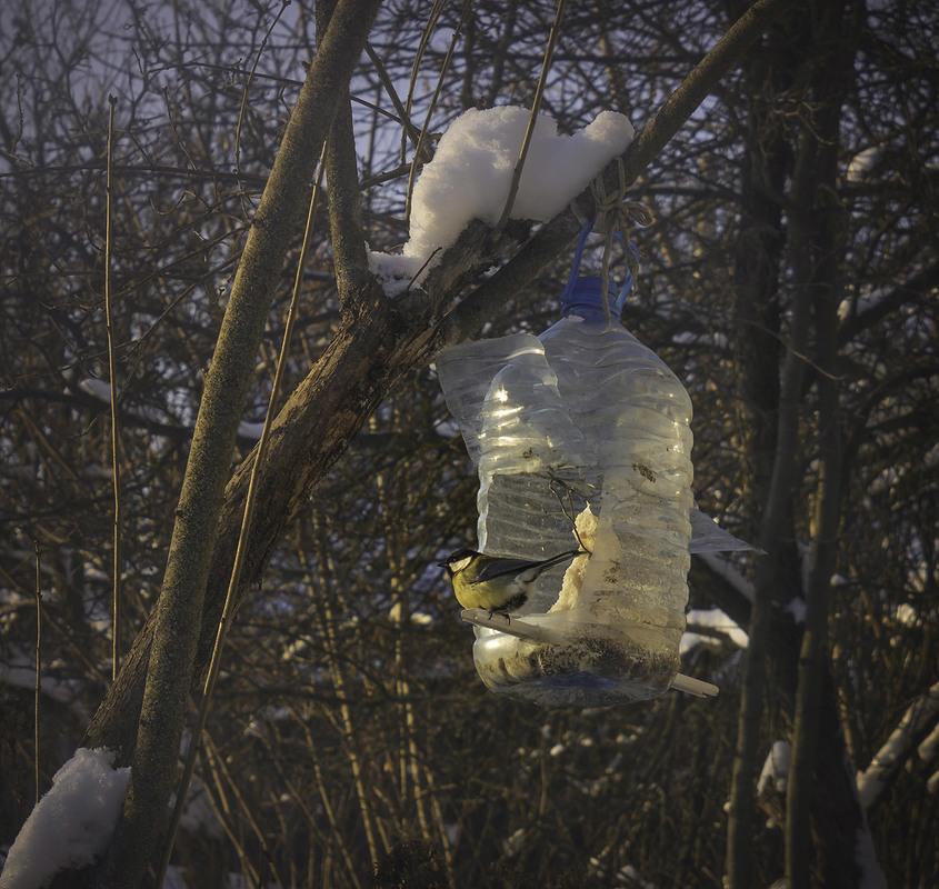 Фотографія Лютий випробовує птахів та людей: перших на витривалість, других на людяність. / Anton Yasenchuk / photographers.ua