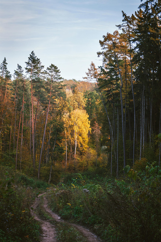 Фотографія Дорогами лісів осінніх. / Anton Yasenchuk / photographers.ua
