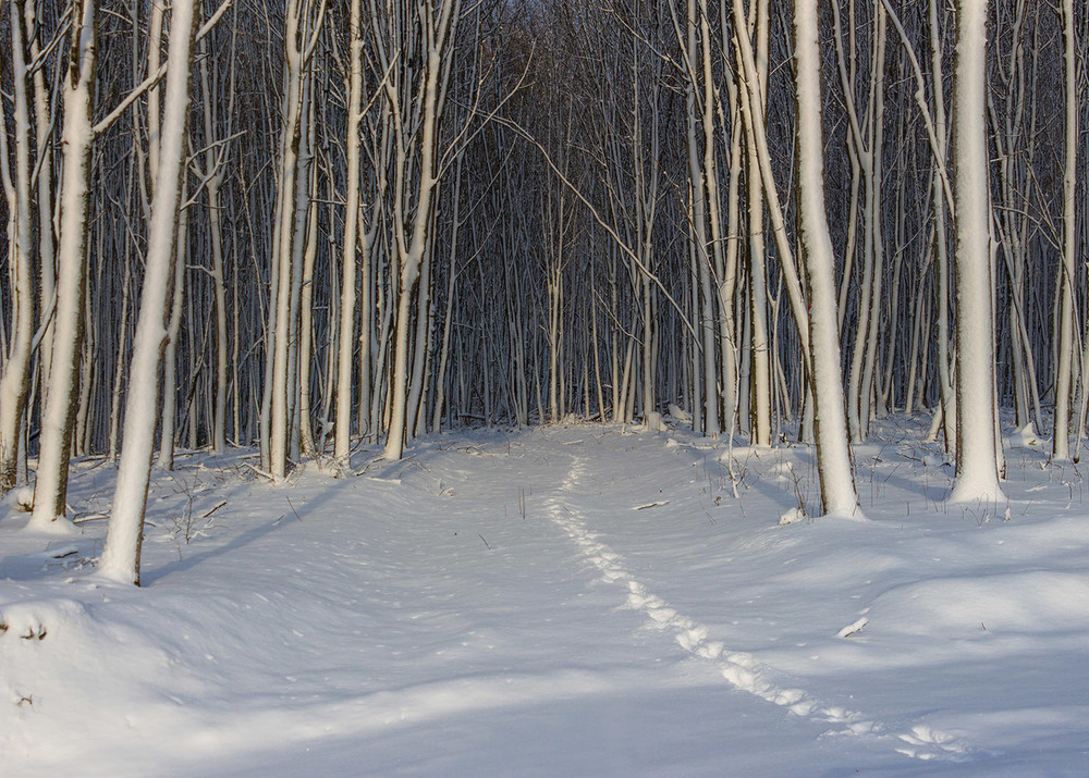 Фотографія У лісі, лісі темному, Де ходить хитрий лис... / Anton Yasenchuk / photographers.ua