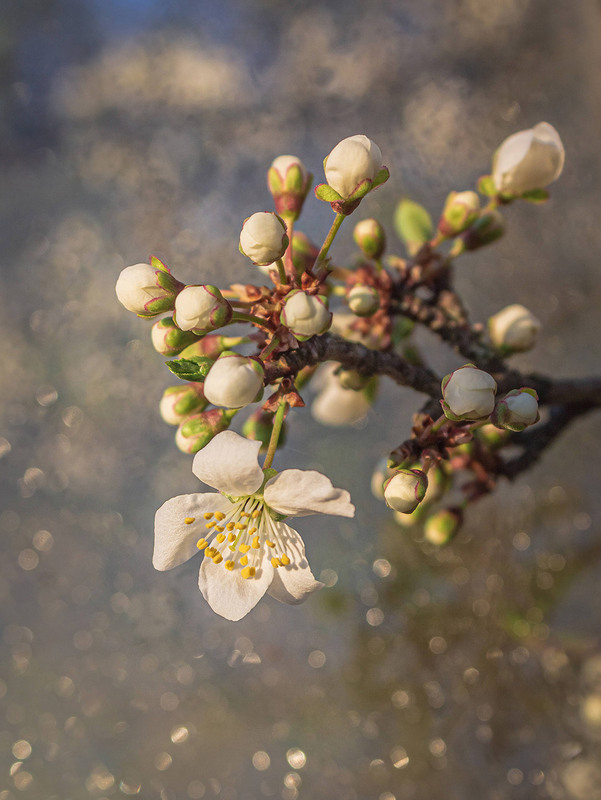 Фотографія Травневий цвіт. / Anton Yasenchuk / photographers.ua
