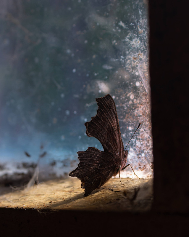 Фотографія У пошуку світла. / Anton Khul / photographers.ua