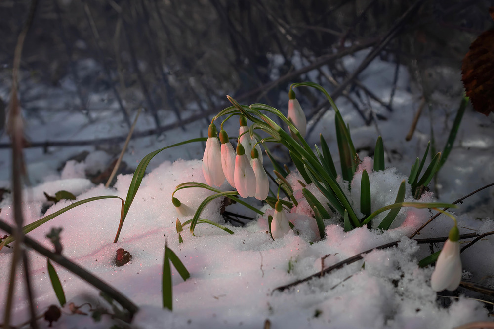 Фотографія Приходила весна на Сумщину. / Anton Khul / photographers.ua