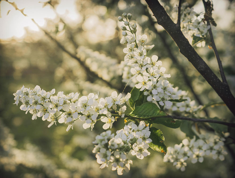 Фотографія Квітує весна. / Anton Khul / photographers.ua