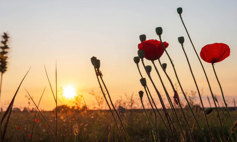 Фотографія Літній вечір у луках. / Anton Khul / photographers.ua