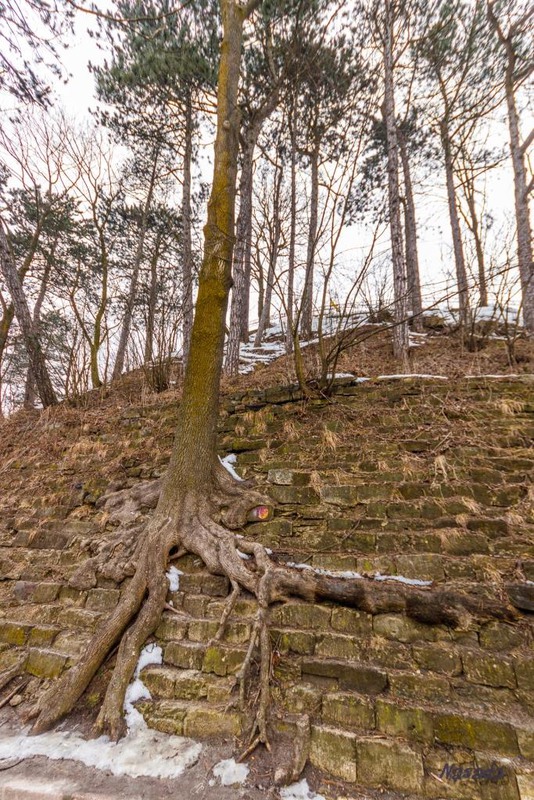 Фотографія Деревянное дерево на каменной горке / Никифоров Александр / photographers.ua