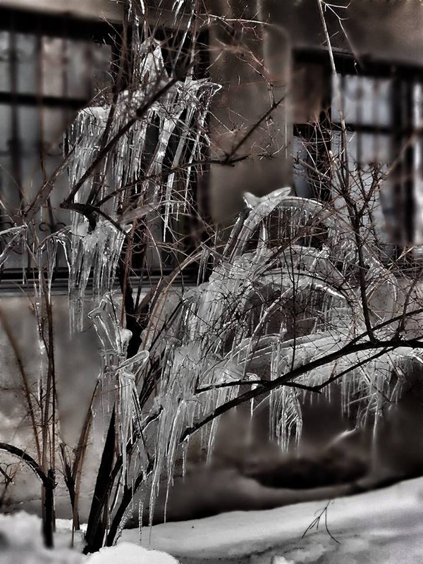 Фотографія хрустальное дерево / Mariya B / photographers.ua