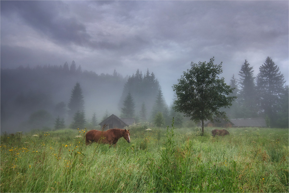 Фотографія Коні в тумані / Ігор Марценюк / photographers.ua