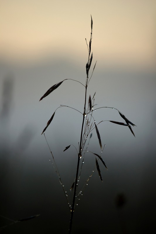 Фотографія Утро туманное в каплях росы / Ирина Маслова / photographers.ua