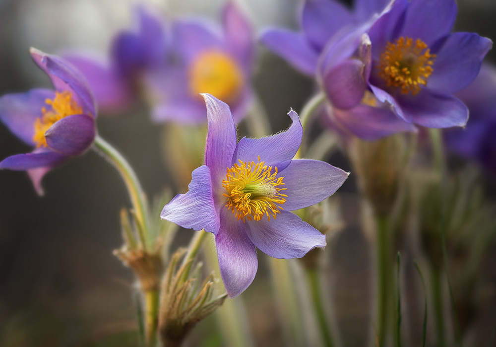 Фотографія Весняна квітка Сон-трава. / Олександр Гучок / photographers.ua
