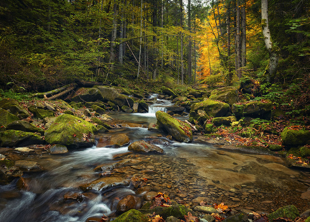 Фотографія Лісова прохолода / Олександр Гучок / photographers.ua