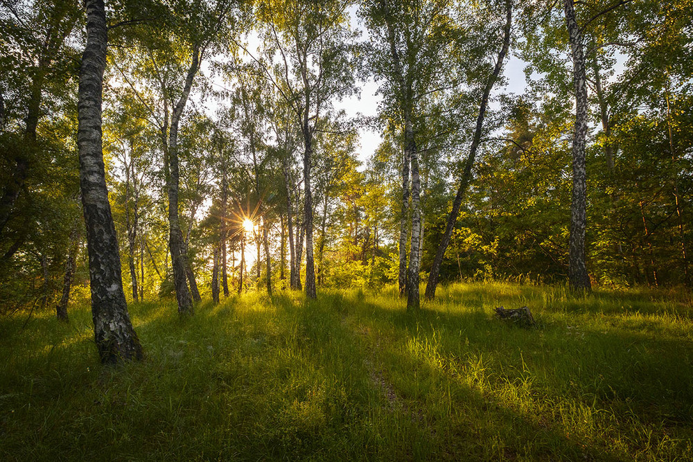 Фотографія Вечір в лісі / Олександр Гучок / photographers.ua