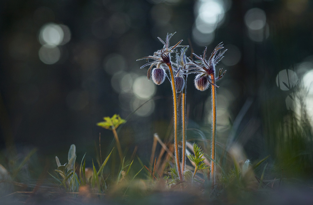 Фотографія Вартові лісу / Олександр Гучок / photographers.ua