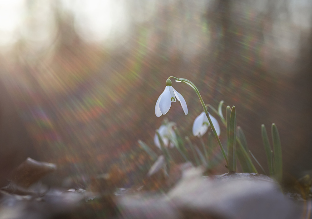 Фотографія Перші промені весни / Олександр Гучок / photographers.ua