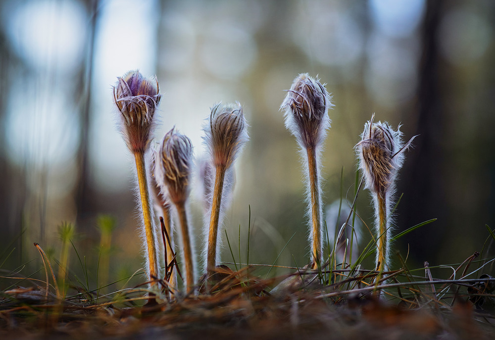 Фотографія Лісова братва / Олександр Гучок / photographers.ua
