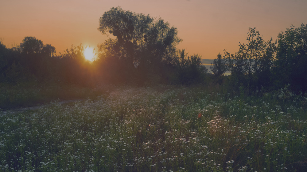 Фотографія Вечірнє в червні / avido / photographers.ua