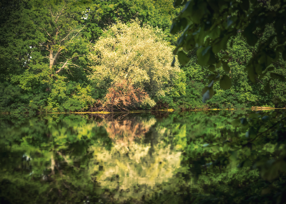 Фотографія Літнє / avido / photographers.ua