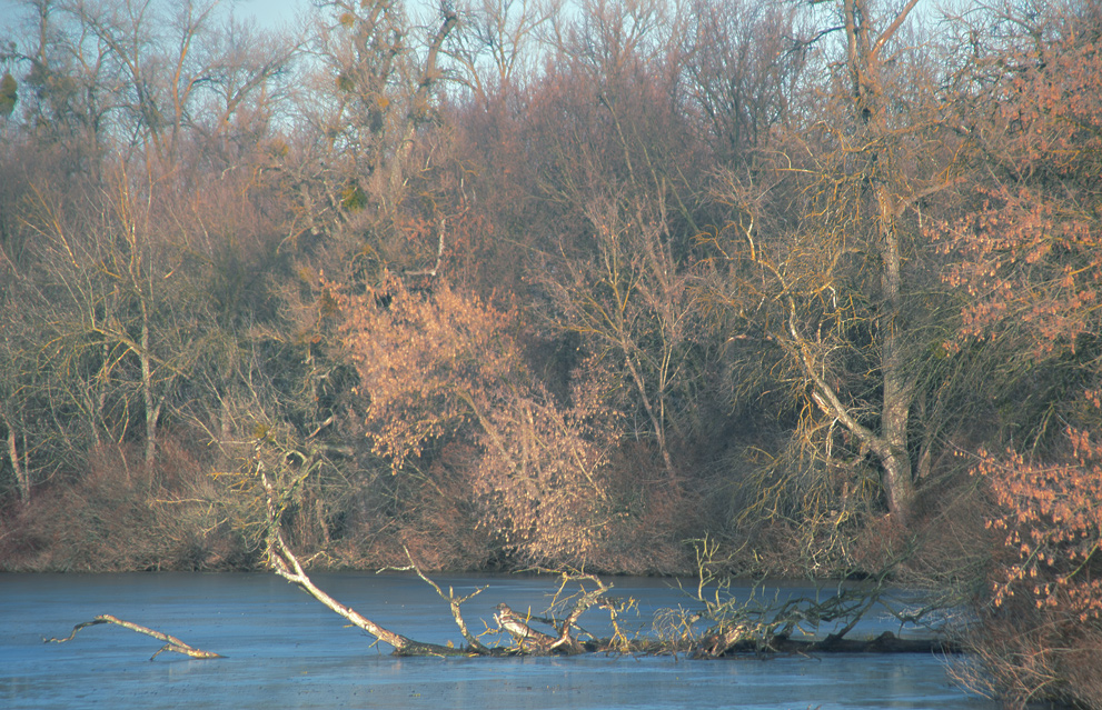 Фотографія І знову про гілки.... / avido / photographers.ua