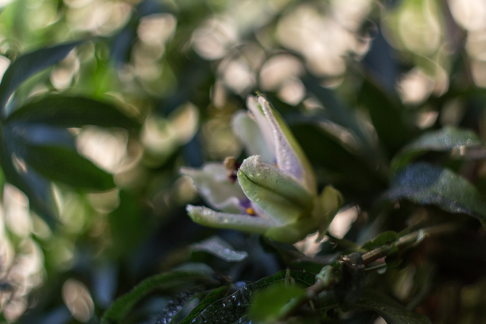 Фотографія страстоцвет / Аврора Аврора / photographers.ua