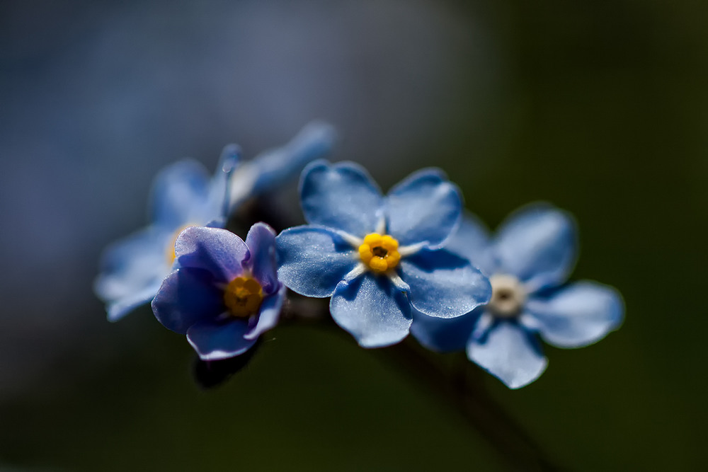 Фотографія незабудки / Аврора Аврора / photographers.ua