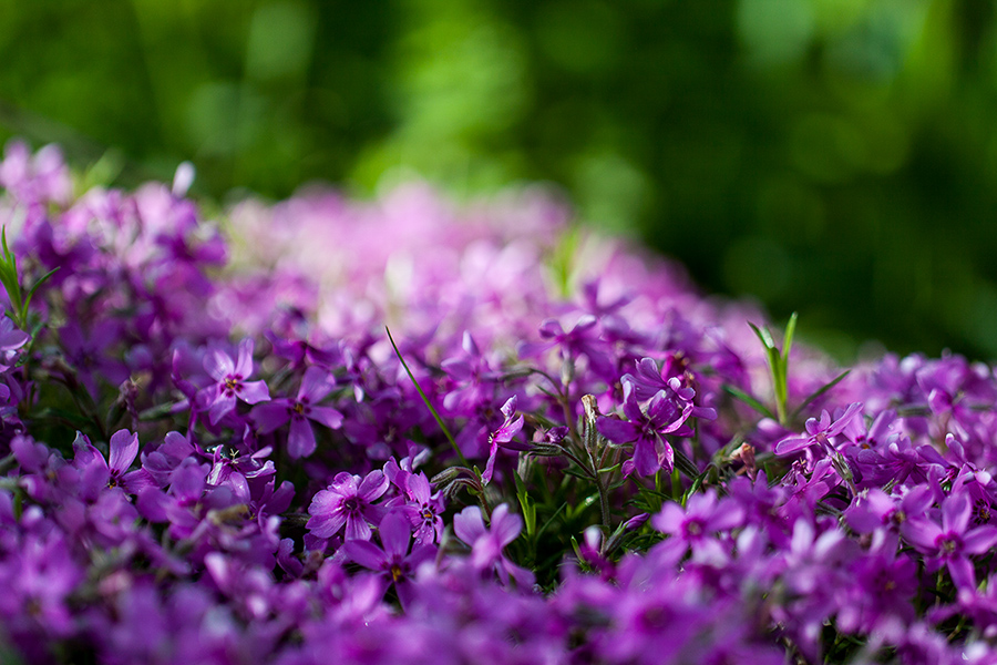 Фотографія в розовом / Аврора Аврора / photographers.ua