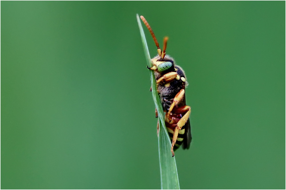 Фотографія Неправильная пчела / Біллі Бонс / photographers.ua