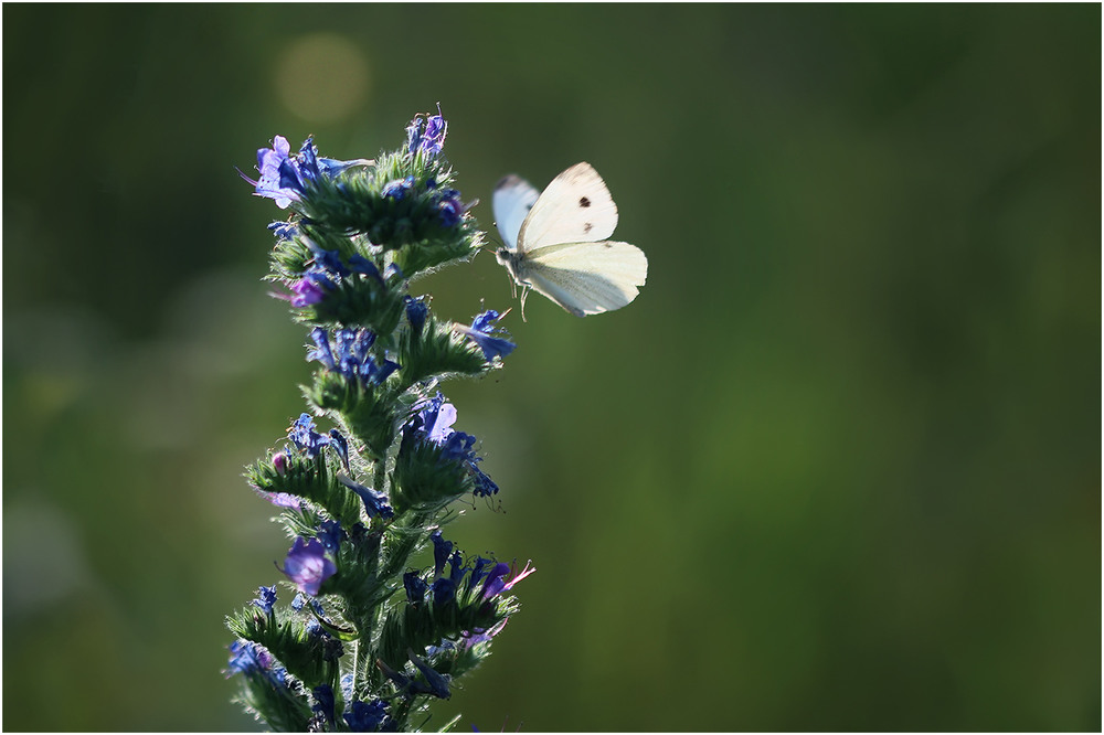 Фотографія Butterfly =) / Біллі Бонс / photographers.ua