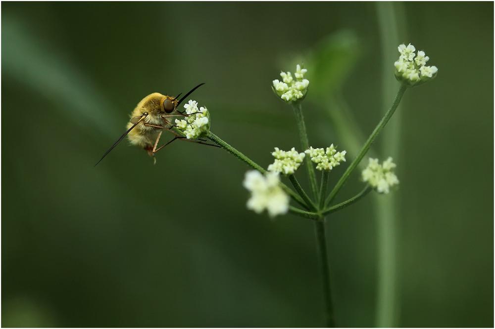 Фотографія Жужжало задремало =) / Біллі Бонс / photographers.ua