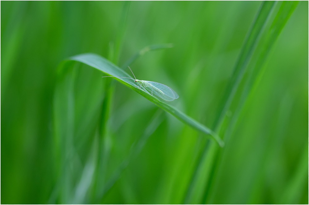 Фотографія Тайны травы... / Біллі Бонс / photographers.ua