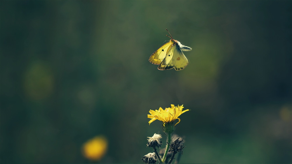 Фотографія Долаючи гравітацію... / Біллі Бонс / photographers.ua