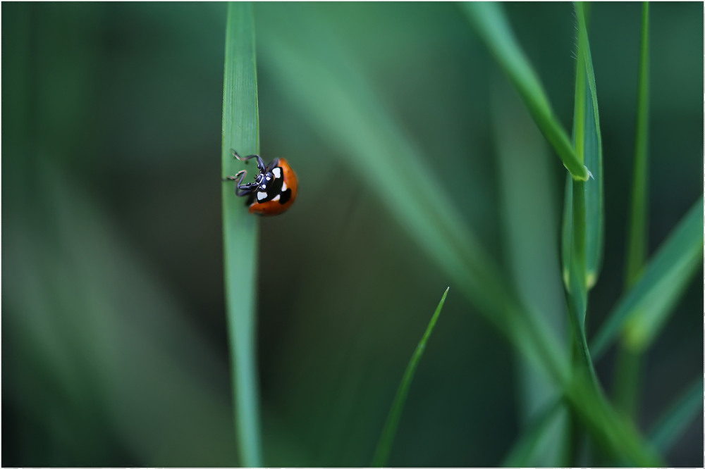 Фотографія Шкереберть... =/ / Біллі Бонс / photographers.ua