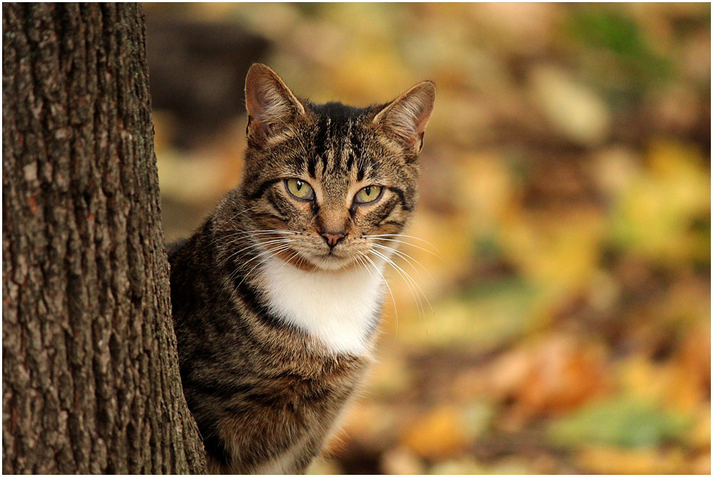 Фотографія А ты покормил кота? / Біллі Бонс / photographers.ua