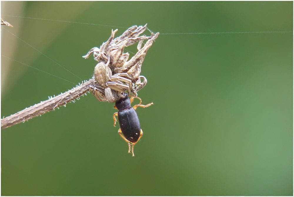 Фотографія Найди паука... / Біллі Бонс / photographers.ua