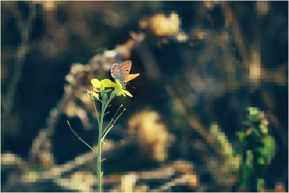 Фотографія Analog Butterfly in the Digital World / Біллі Бонс / photographers.ua