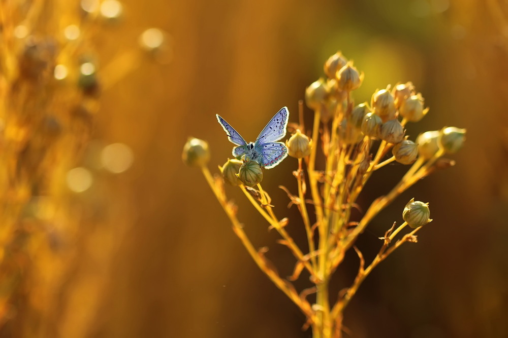 Фотографія Подарунок липня... / Біллі Бонс / photographers.ua
