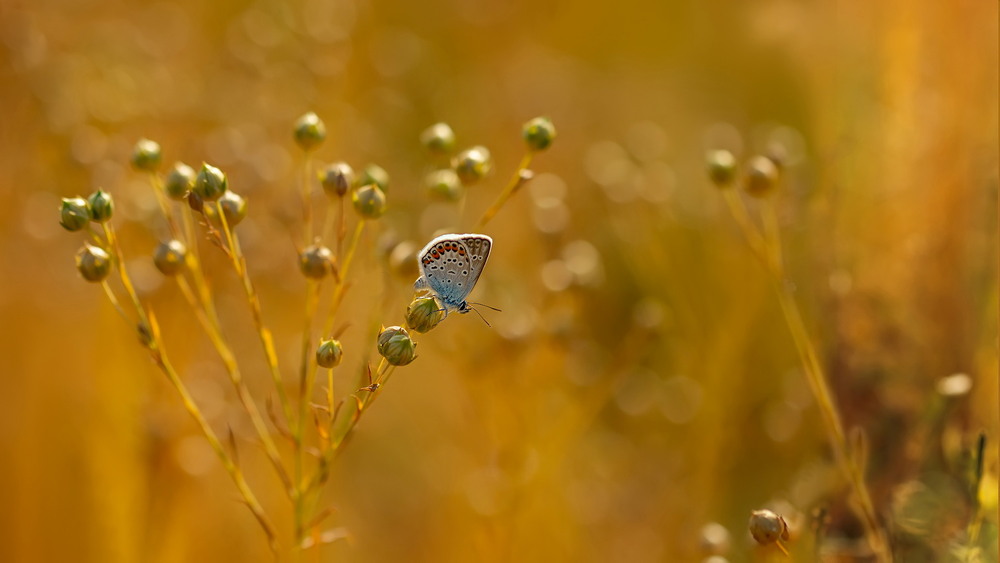 Фотографія Колір спеки... / Біллі Бонс / photographers.ua